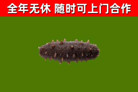 驿城烟酒回收干海参.jpg